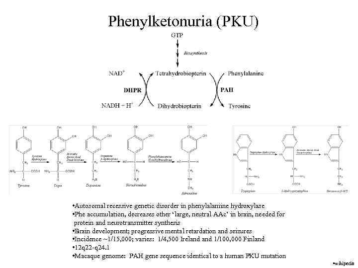 Phenylketonuria (PKU) • Autosomal recessive genetic disorder in phenylalaniine hydroxylase • Phe accumulation, decreases