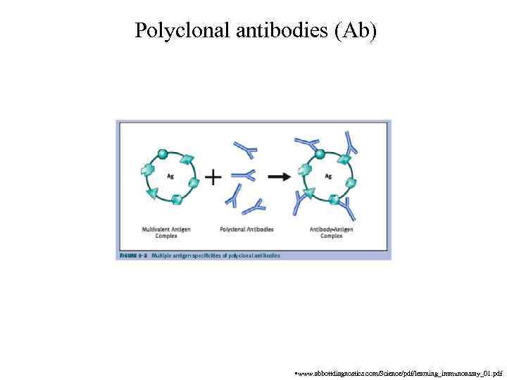 Polyclonal antibodies (Ab) • www. abbottdiagnostics. com/Science/pdf/learning_immunoassay_01. pdf 