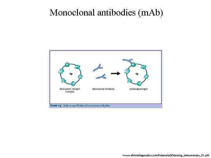 Monoclonal antibodies (m. Ab) • www. abbottdiagnostics. com/Science/pdf/learning_immunoassay_01. pdf 