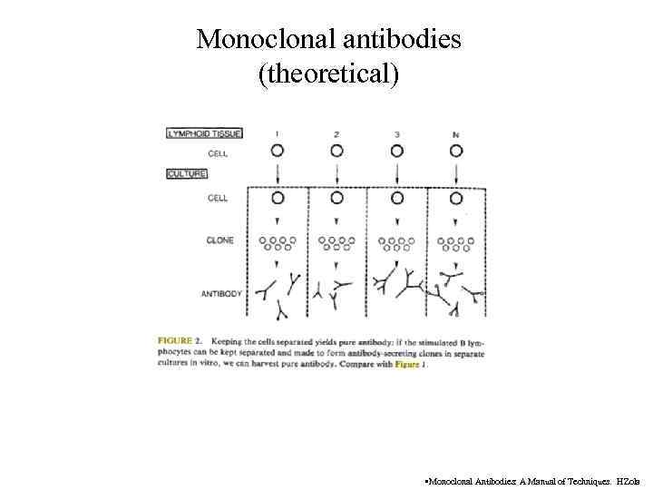 Monoclonal antibodies (theoretical) • Monoclonal Antibodies: A Manual of Techniques. HZola 