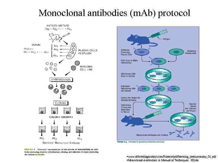 Monoclonal antibodies (m. Ab) protocol • www. abbottdiagnostics. com/Science/pdf/learning_immunoassay_01. pdf • Monoclonal Antibodies: A