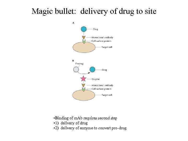 Magic bullet: delivery of drug to site • Binding of m. Ab requires second