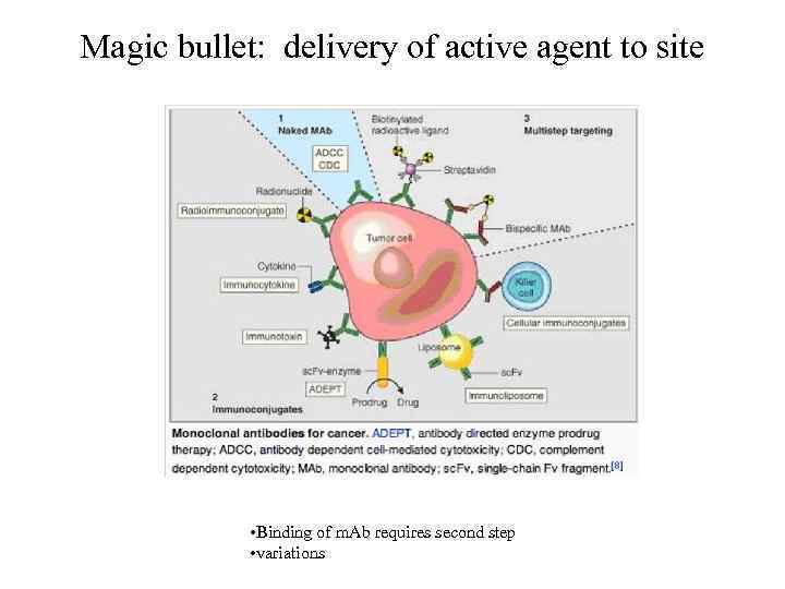 Magic bullet: delivery of active agent to site • Binding of m. Ab requires