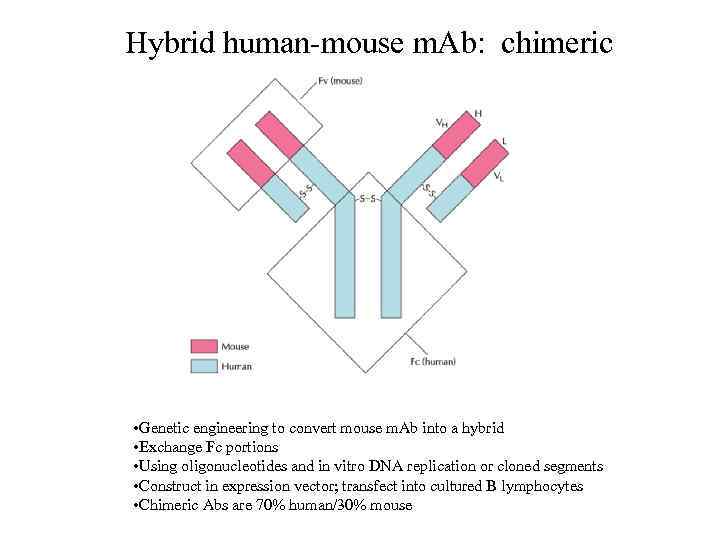 Hybrid human-mouse m. Ab: chimeric • Genetic engineering to convert mouse m. Ab into