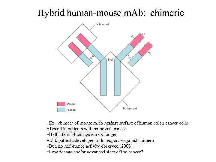 Hybrid human-mouse m. Ab: chimeric • Ex. , chimera of mouse m. Ab against