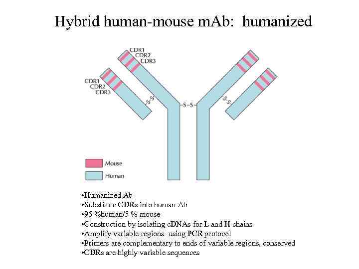 Hybrid human-mouse m. Ab: humanized • Humanized Ab • Substitute CDRs into human Ab