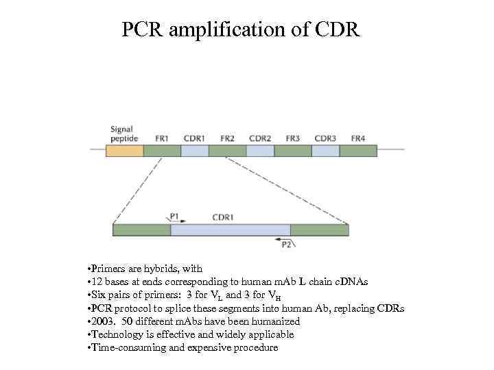 PCR amplification of CDR • Primers are hybrids, with • 12 bases at ends