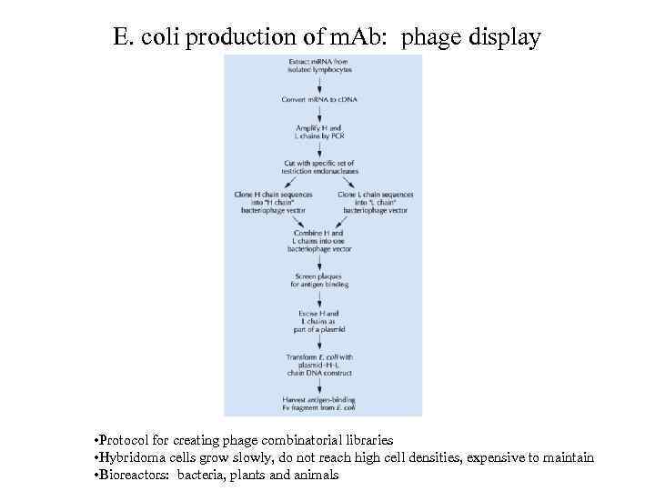 E. coli production of m. Ab: phage display • Protocol for creating phage combinatorial