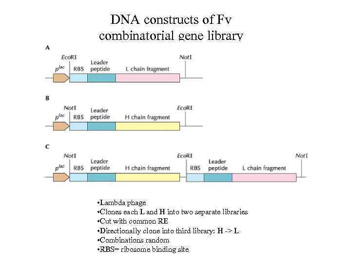 DNA constructs of Fv combinatorial gene library • Lambda phage • Clones each L