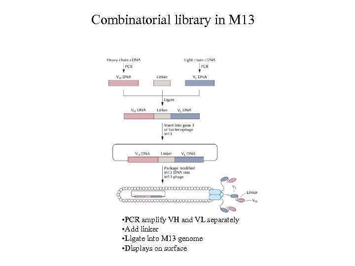 Combinatorial library in M 13 • PCR amplify VH and VL separately • Add