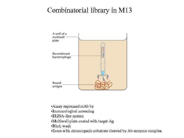 Combinatorial library in M 13 • Assay expressed m. Ab by • Immunological screening