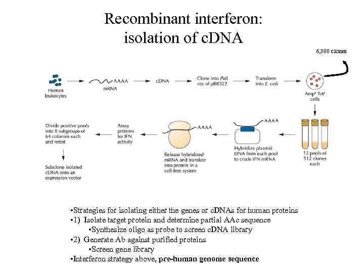 Recombinant interferon: isolation of c. DNA 6, 000 clones • Strategies for isolating either