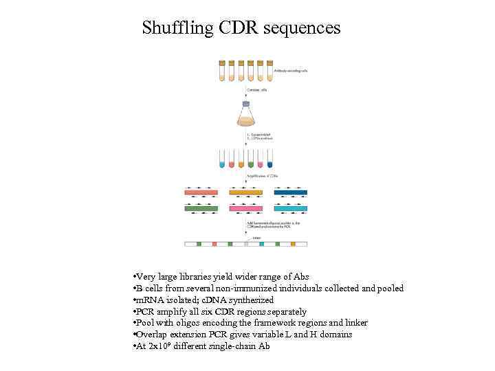 Shuffling CDR sequences • Very large libraries yield wider range of Abs • B