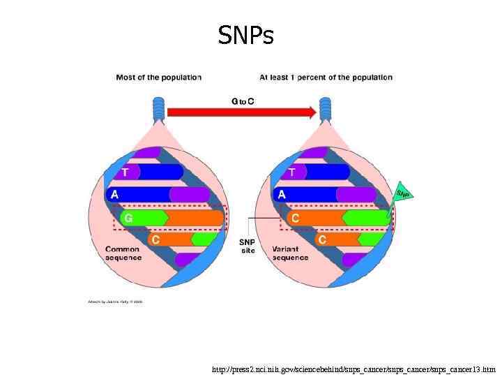 SNPs http: //press 2. nci. nih. gov/sciencebehind/snps_cancer/snps_cancer 13. htm 