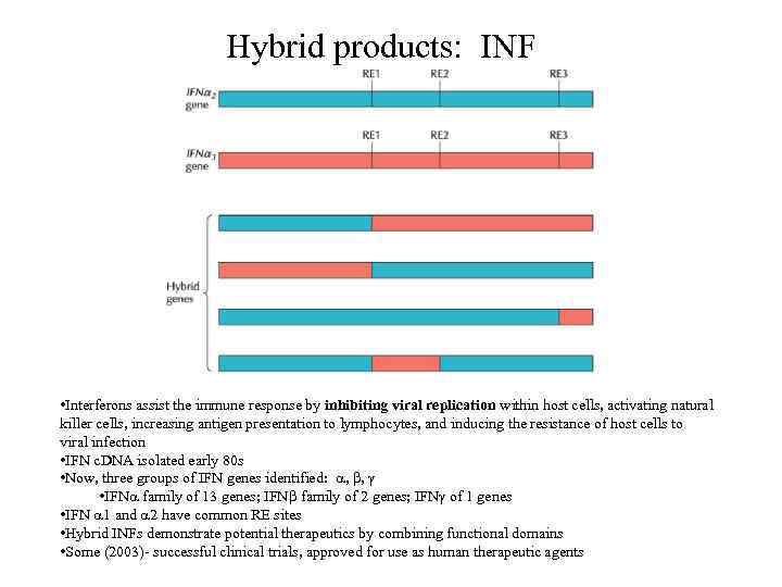 Hybrid products: INF • Interferons assist the immune response by inhibiting viral replication within