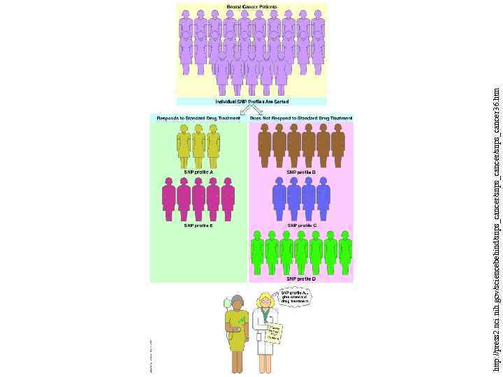 http: //press 2. nci. nih. gov/sciencebehind/snps_cancer/snps_cancer 36. htm 