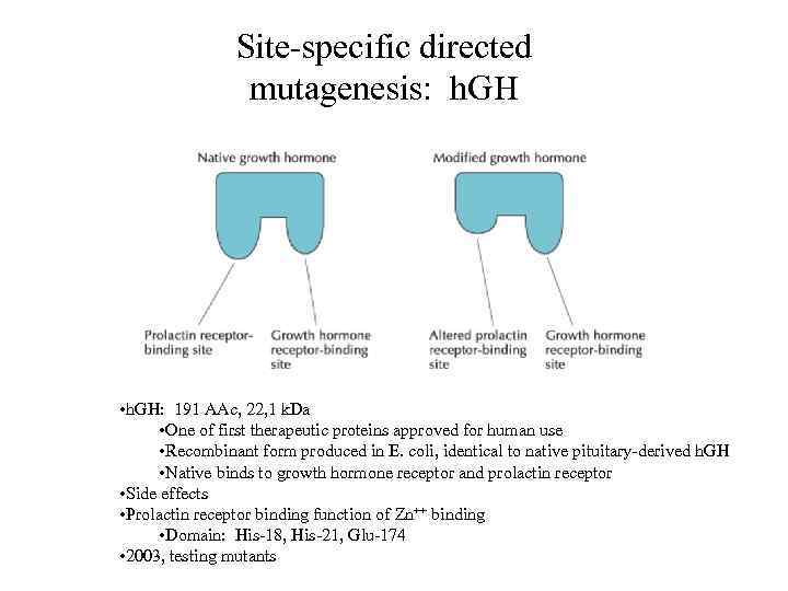 Site-specific directed mutagenesis: h. GH • h. GH: 191 AAc, 22, 1 k. Da