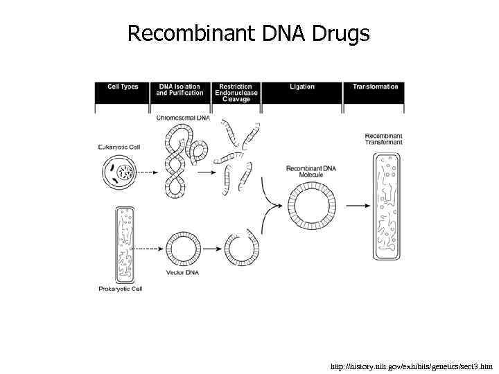 Recombinant DNA Drugs http: //history. nih. gov/exhibits/genetics/sect 3. htm 