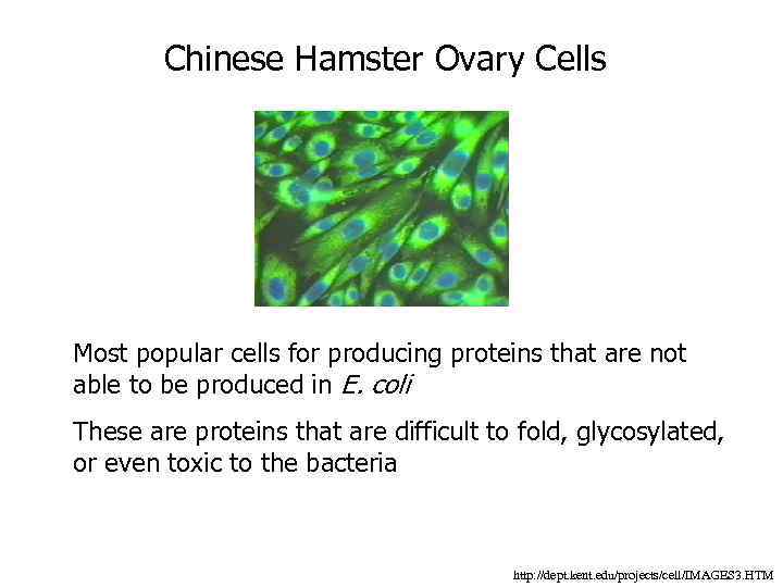 Chinese Hamster Ovary Cells Most popular cells for producing proteins that are not able
