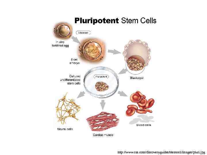 http: //www. csa. com/discoveryguides/stemcell/images/pluri. jpg 