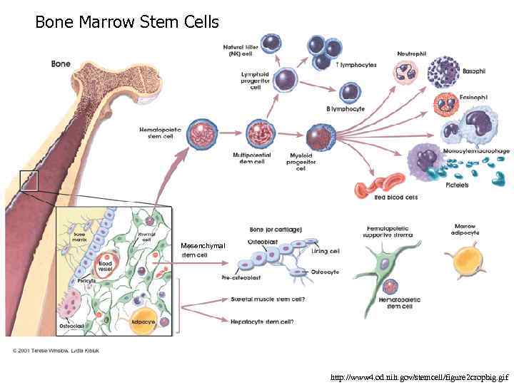 Bone Marrow Stem Cells Mesenchymal http: //www 4. od. nih. gov/stemcell/figure 2 cropbig. gif