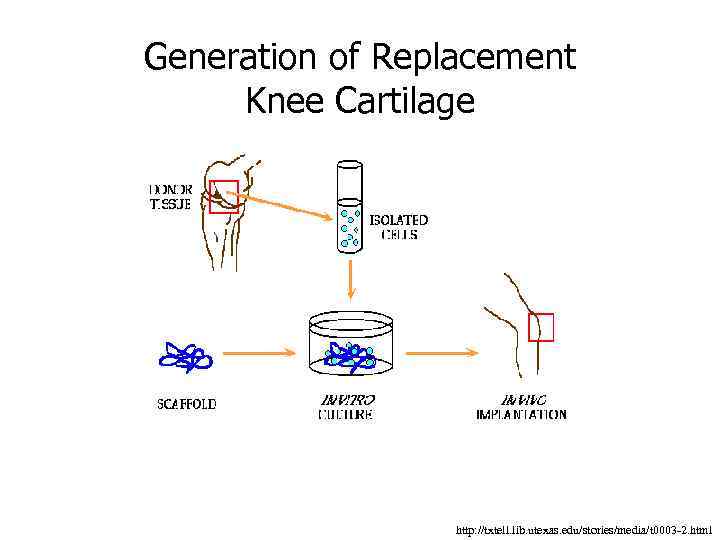 Generation of Replacement Knee Cartilage http: //txtell. lib. utexas. edu/stories/media/t 0003 -2. html 