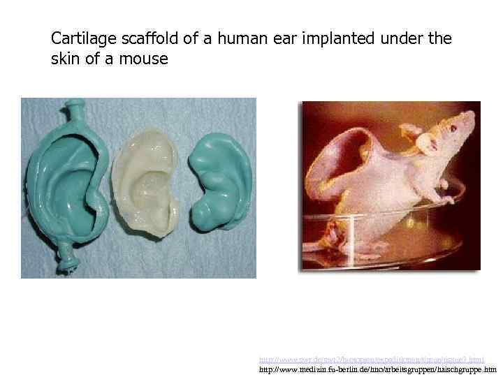 Cartilage scaffold of a human ear implanted under the skin of a mouse http: