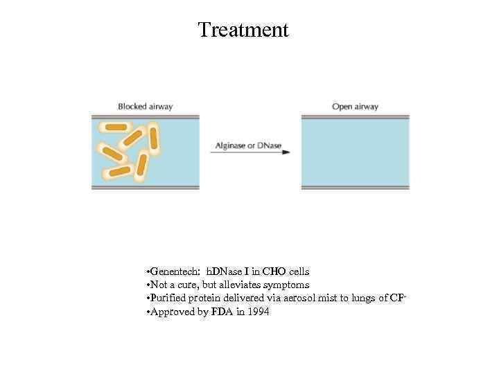 Treatment • Genentech: h. DNase I in CHO cells • Not a cure, but