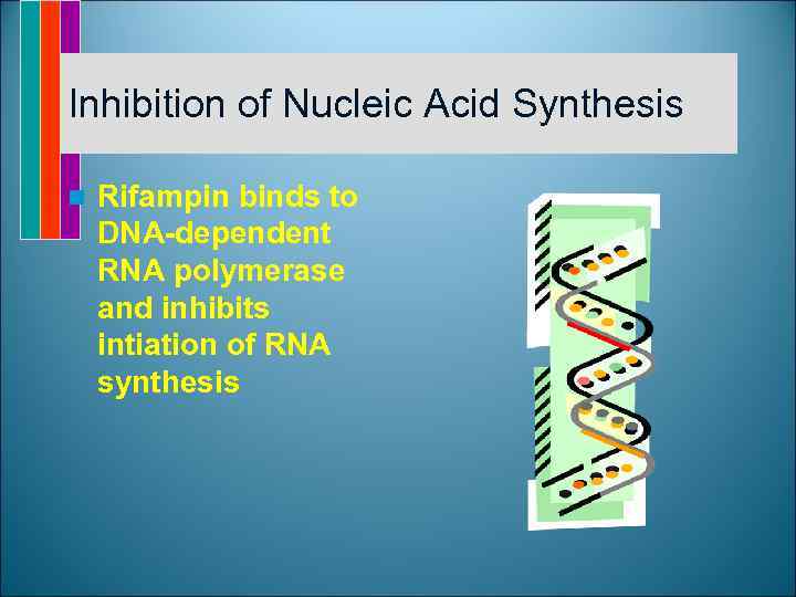 Inhibition of Nucleic Acid Synthesis n Rifampin binds to DNA-dependent RNA polymerase and inhibits