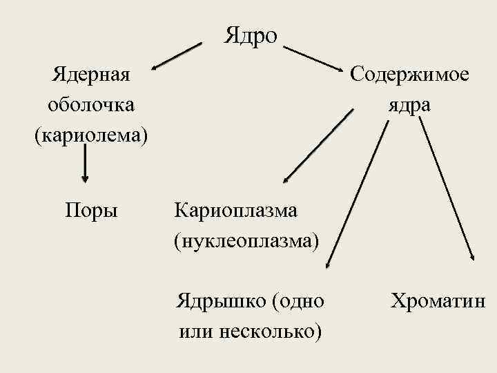 Ядро Ядерная оболочка (кариолема) Поры Содержимое ядра Кариоплазма (нуклеоплазма) Ядрышко (одно или несколько) Хроматин