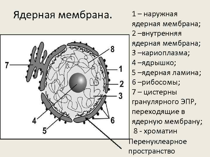 Картинка ядерная мембрана