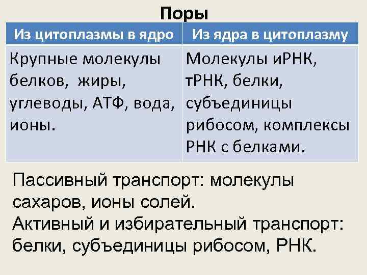 Поры Из цитоплазмы в ядро Из ядра в цитоплазму Крупные молекулы белков, жиры, углеводы,