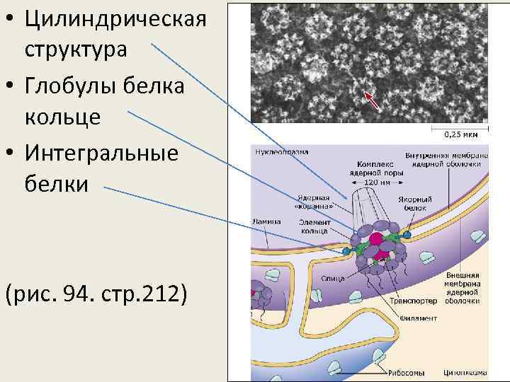  • Цилиндрическая структура • Глобулы белка кольце • Интегральные белки (рис. 94. стр.