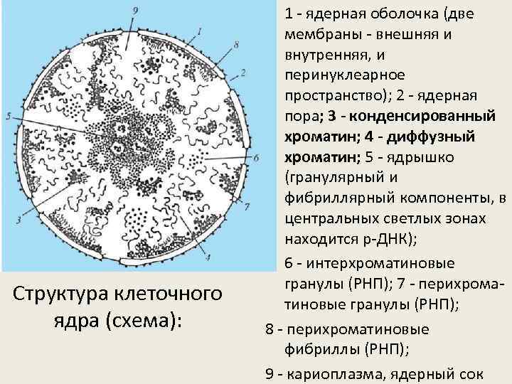 Структура клеточного ядра (схема): • 1 - ядерная оболочка (две мембраны - внешняя и