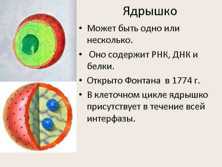 Ядрышко • Может быть одно или несколько. • Оно содержит РНК, ДНК и белки.