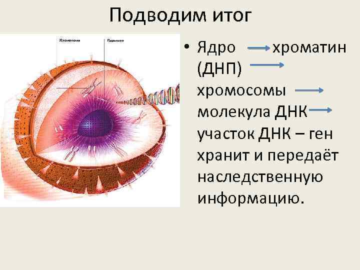 Подводим итог • Ядро хроматин (ДНП) хромосомы молекула ДНК участок ДНК – ген хранит