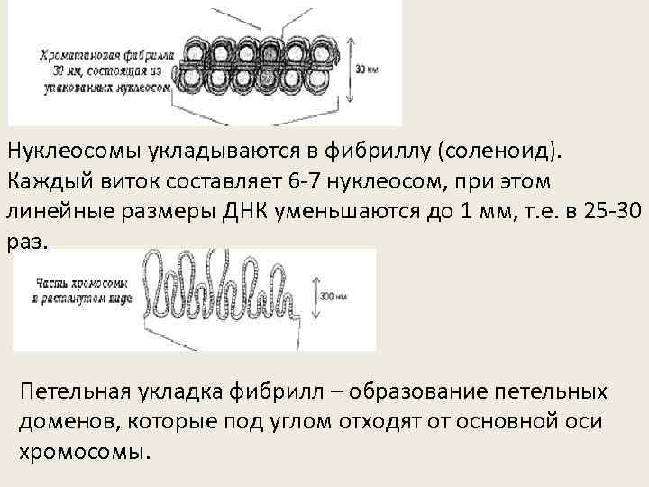 Нуклеосомы укладываются в фибриллу (соленоид). Каждый виток составляет 6 -7 нуклеосом, при этом линейные