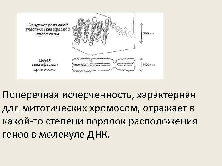 Поперечная исчерченность, характерная для митотических хромосом, отражает в какой-то степени порядок расположения генов в