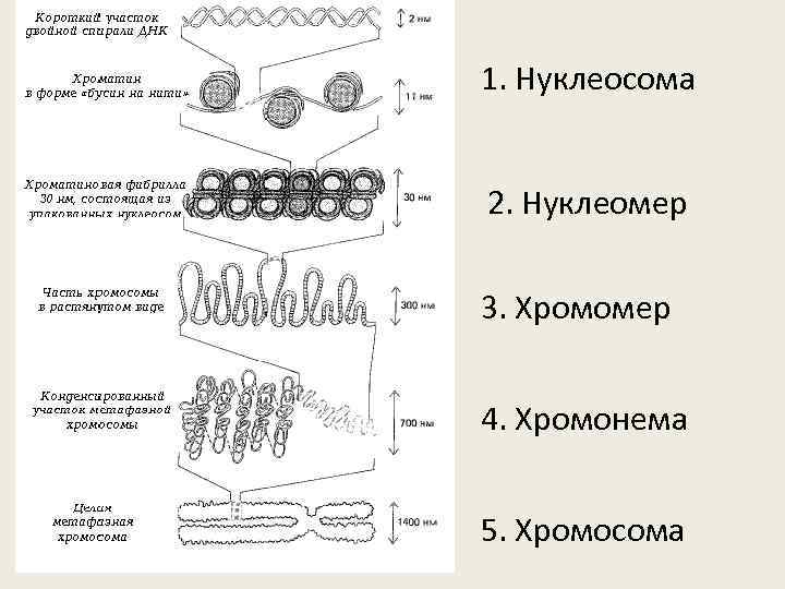 Стадии спирализации хромосом. Уровни компактизации хроматина. Нуклеомерный уровень компактизации хроматина. Уровни спирализации хроматина. Уровни упаковки хроматина.