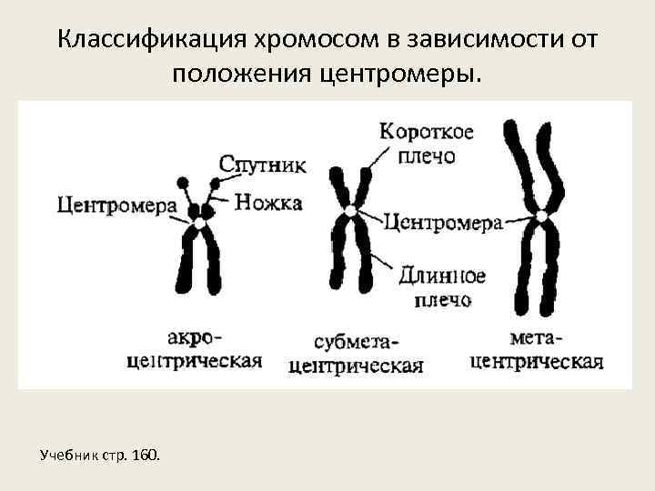 Соответствующие хромосомы. Классификация хромосом по расположению центромеры. Кариотип человека классификация хромосом человека. Схема классификация хромосом по расположению центромеры. Составьте схему классификация хромосом.