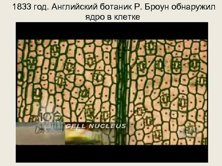  1833 год. Английский ботаник Р. Броун обнаружил ядро в клетке 
