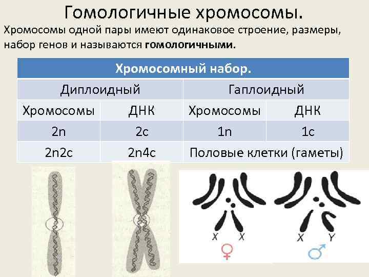 Назовите число хромосом. Диплоидный набор хромосом это 2n2c. 2n набор хромосом обозначение. Гаплоидный и диплоидный набор хромосом. Диплоидный гаплоидный набор гомологичные хромосомы.