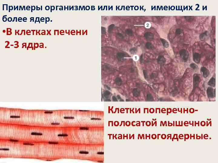 Примеры организмов или клеток, имеющих 2 и более ядер. • В клетках печени 2
