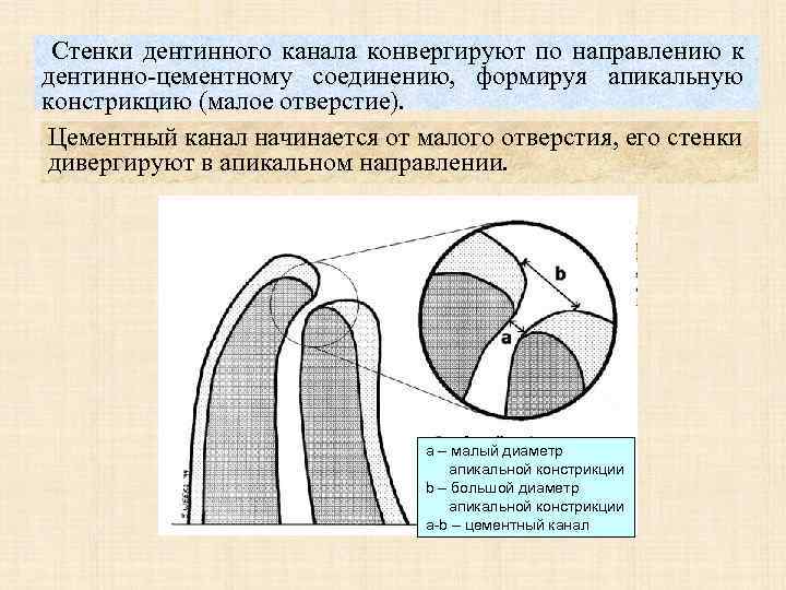 Конвергирующие и дивергирующие стенки