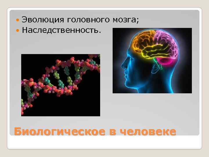 Эволюция головного мозга; Наследственность. Биологическое в человеке 