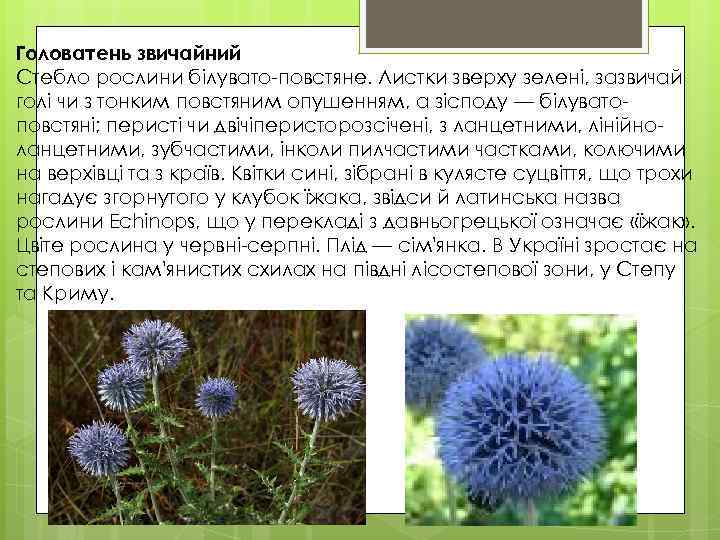 Головатень звичайний Стебло рослини білувато-повстяне. Листки зверху зелені, зазвичай голі чи з тонким повстяним