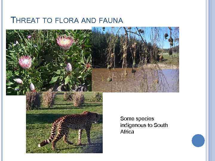 THREAT TO FLORA AND FAUNA Some species indigenous to South Africa 