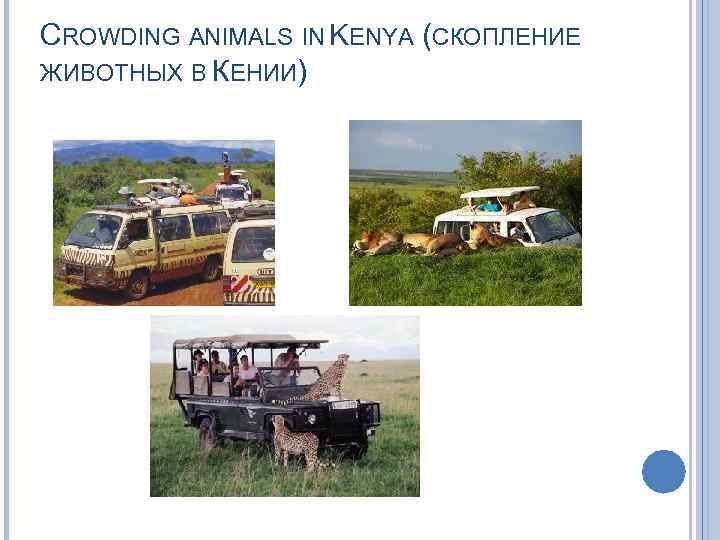 CROWDING ANIMALS IN KENYA (СКОПЛЕНИЕ ЖИВОТНЫХ В КЕНИИ) 