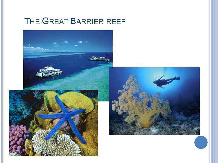 THE GREAT BARRIER REEF 