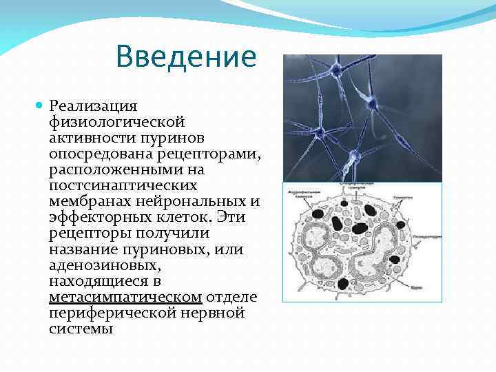 Введение Реализация физиологической активности пуринов опосредована рецепторами, расположенными на постсинаптических мембранах нейрональных и эффекторных